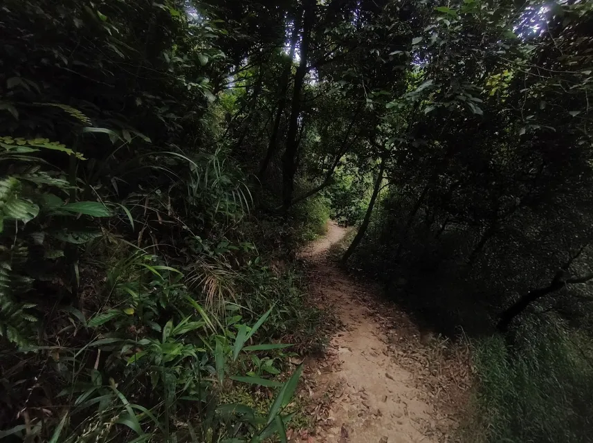 Forest path